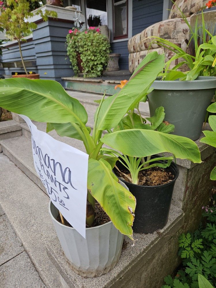 Banana Plants