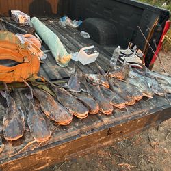 Fresh catfish,and other types for sale
