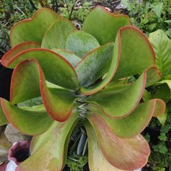 Crassula Ovata,Jade Plant Beautiful 