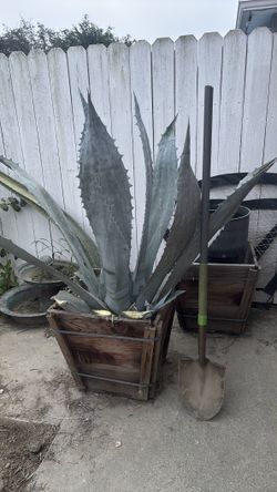 Mature Blue Agave