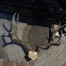 Deer antlers