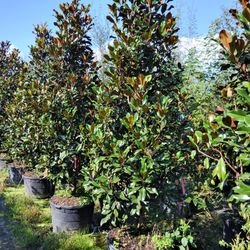 Magnolia Trees 10 Ft Tall Delivered And Planted