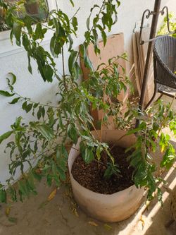 Peach Tree