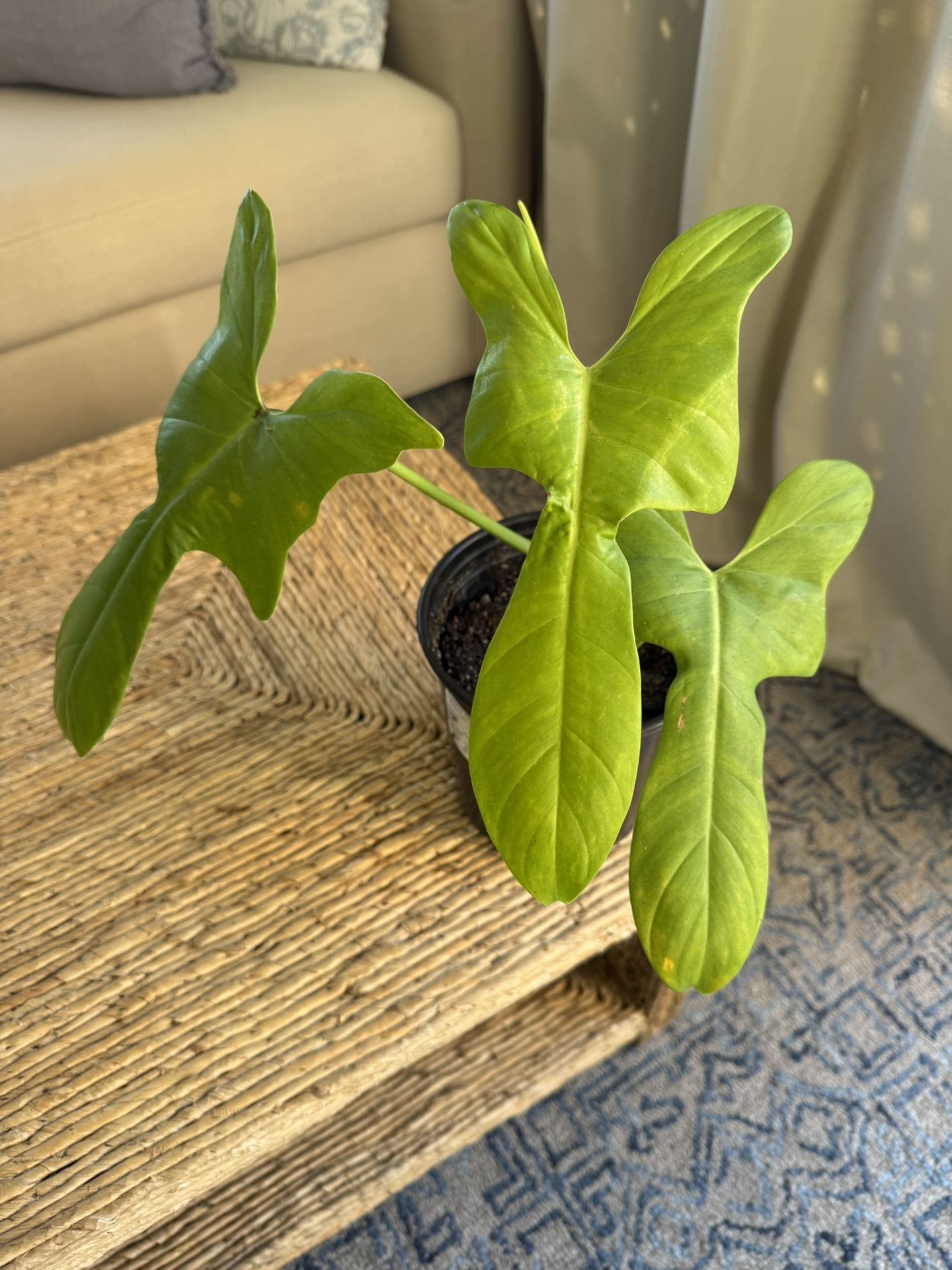 Philodendron Golden Violin Plant