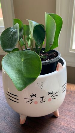 Pilea peperomia plant in cute kitty pot