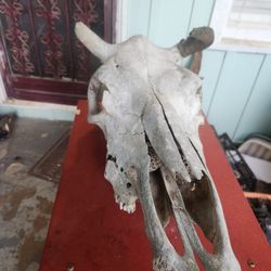 Cow Skull