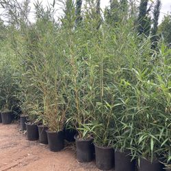 Bamboo Plants- 5 Gallon Size- Approximately 4-6 Feet Tall 