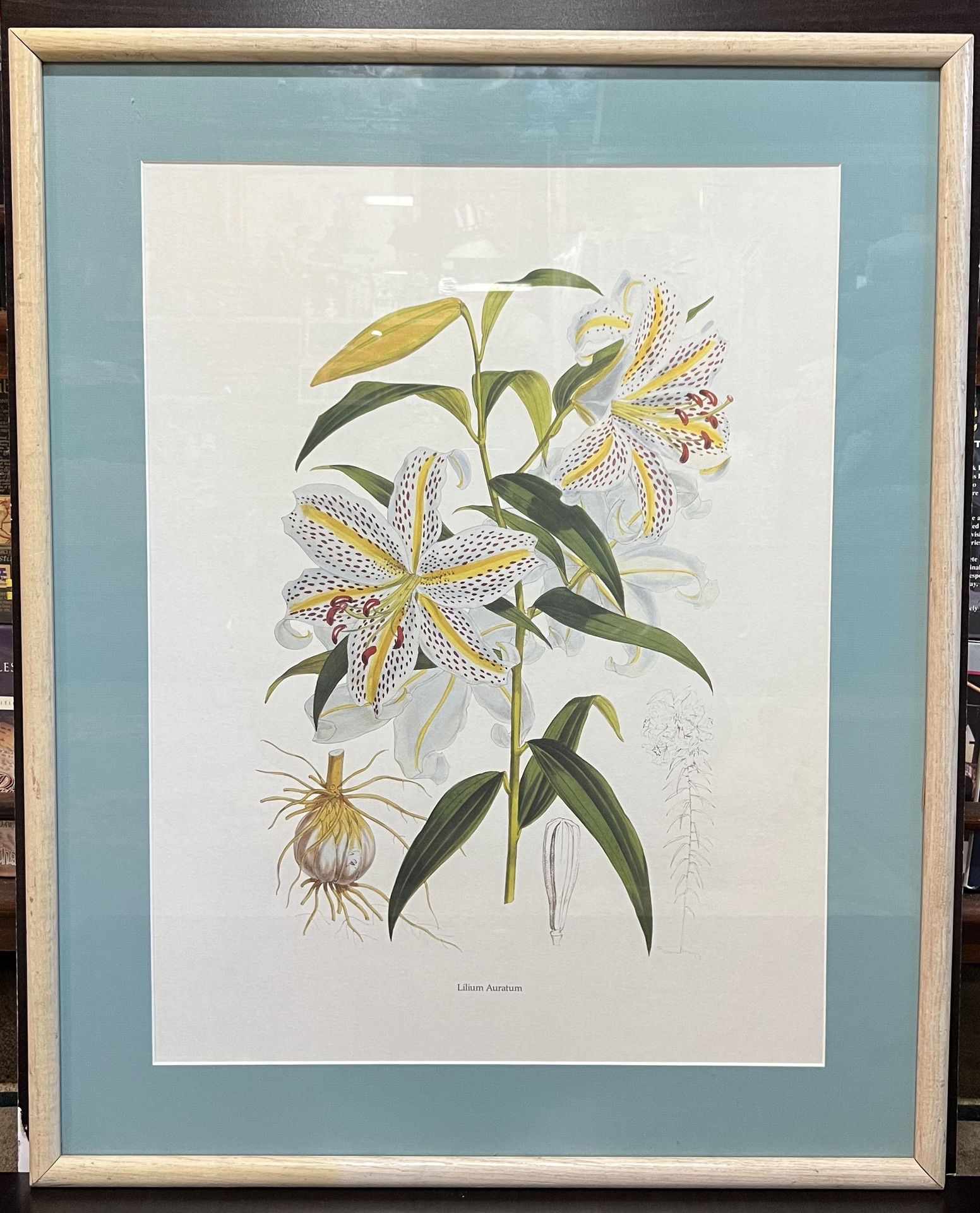 30% Off SALE Museum art print “Lilium auratum” Double matted and Wood framed.