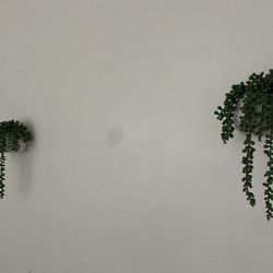 Plant Wall Decoration 