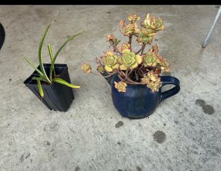 Plants