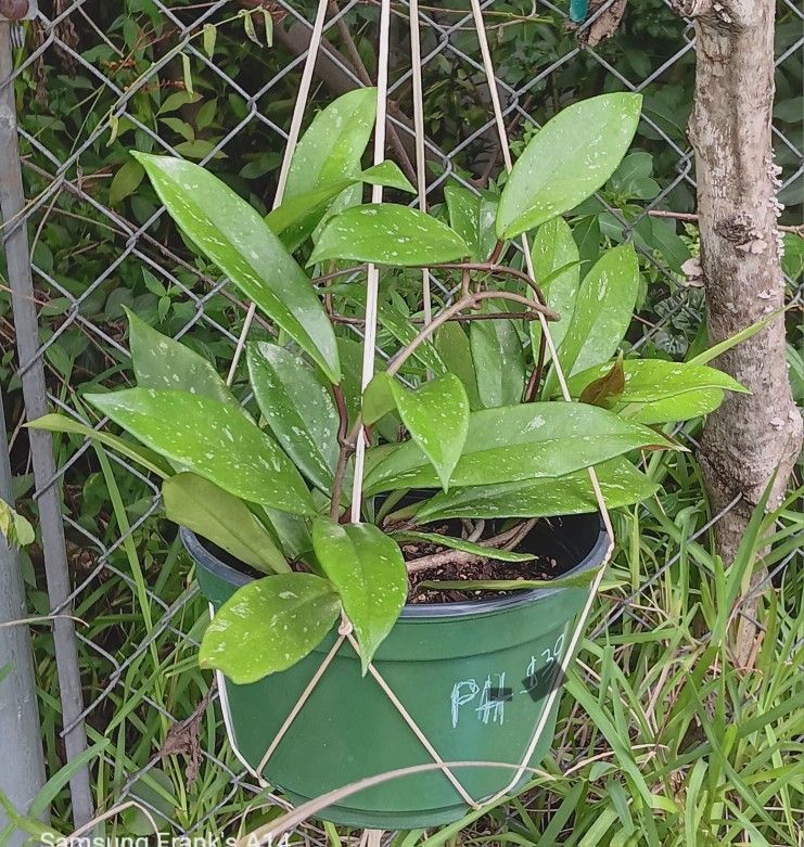 Hoya Publicalyx/ Royale Hawaiian Purple