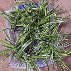 Variegated Spider Plant
