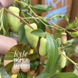 Rare Tigertooth Jujube Táo Tàu Răng Cọp