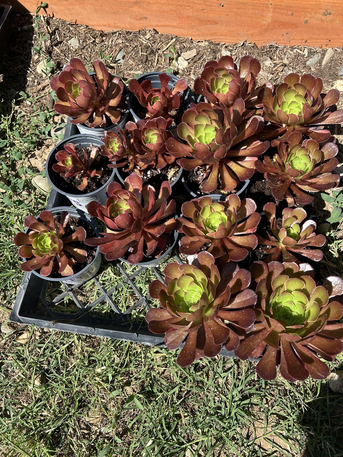 Succulents