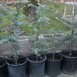 Baby Blue Eucalyptus Trees