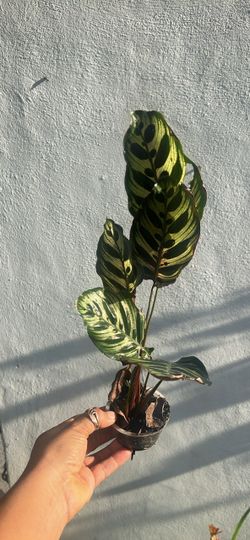 Calathea house plant