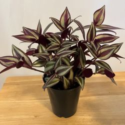 Tradescantia House Plant. Sammamish, Beaver Lake 