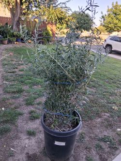 O L I V E. Tree $75