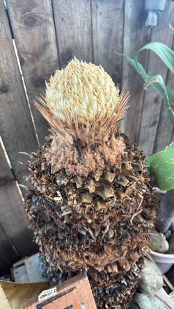 Sago Palm Tree🌴 