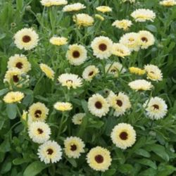 Calendula & Marigold Flower Seedlings 
