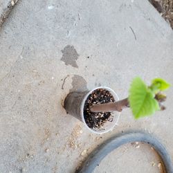 Black Madeira Fig Tree 