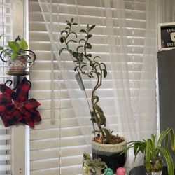 Panda Plant/kalanchoe Tomentosa Cutting 