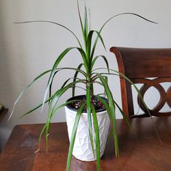 House Plant, In A Nice Ceramic Pot