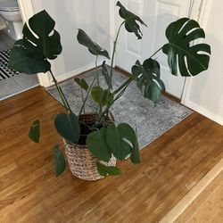 Monstera Plant 