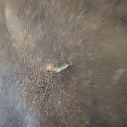 Solid Expresso Brown WoodGlass TV Stand w/ Multi Shelf Open Storage