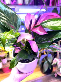 Anthurium Zizou hồng môn tím