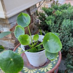 Potted Plant