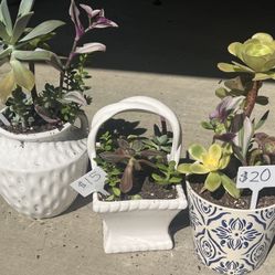 Many Cute Succulent Planters
