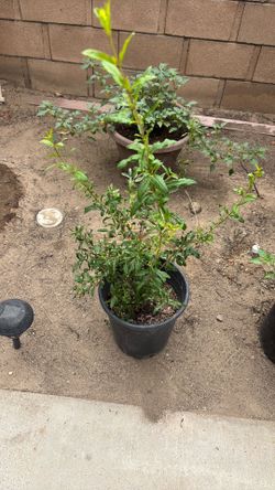 Pomegranate tree