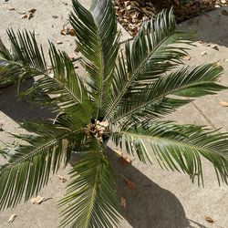 Sago Palm