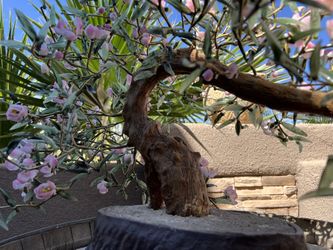 Bonsai (Glass Decorative Plant) 