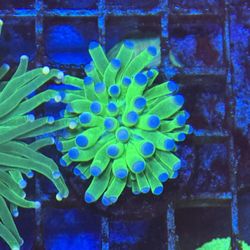 Fake Coral Decoration 