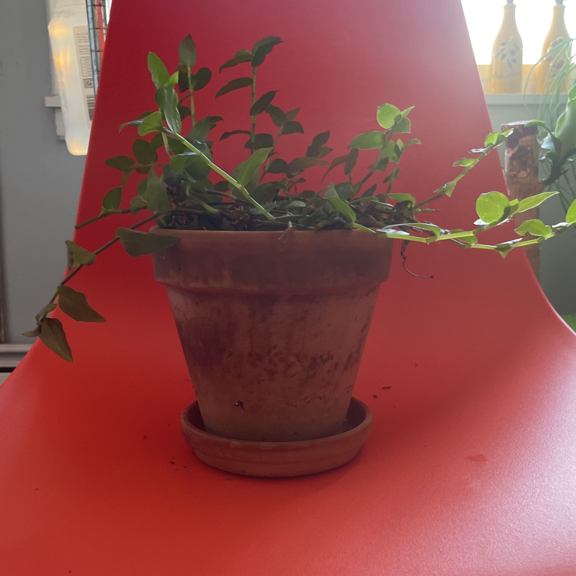 Tradescantia Houseplant