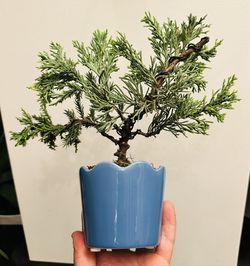 Bonsai Juniper 