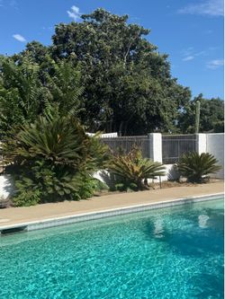 Sagaro palms