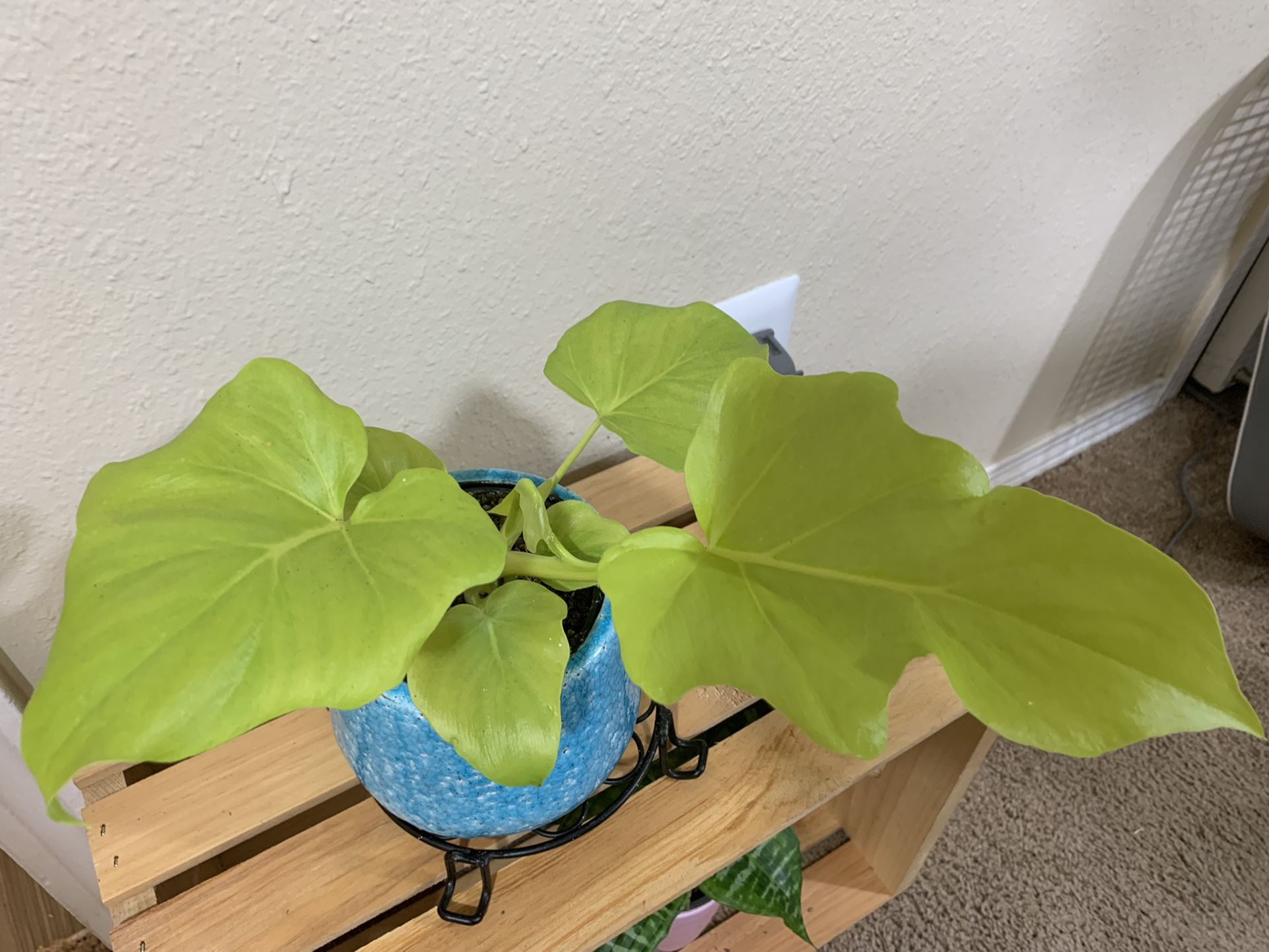 Philodendron Warscewiczii Aurea - Collectors Plant