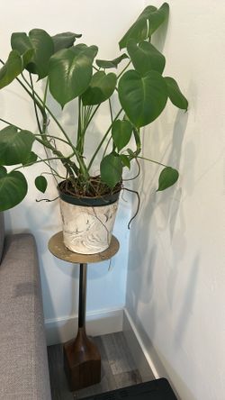 Beautiful Healthy Live Plant 🌱 with Contemporary Stand 