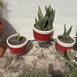 3 Pots Size 2 Feet $65