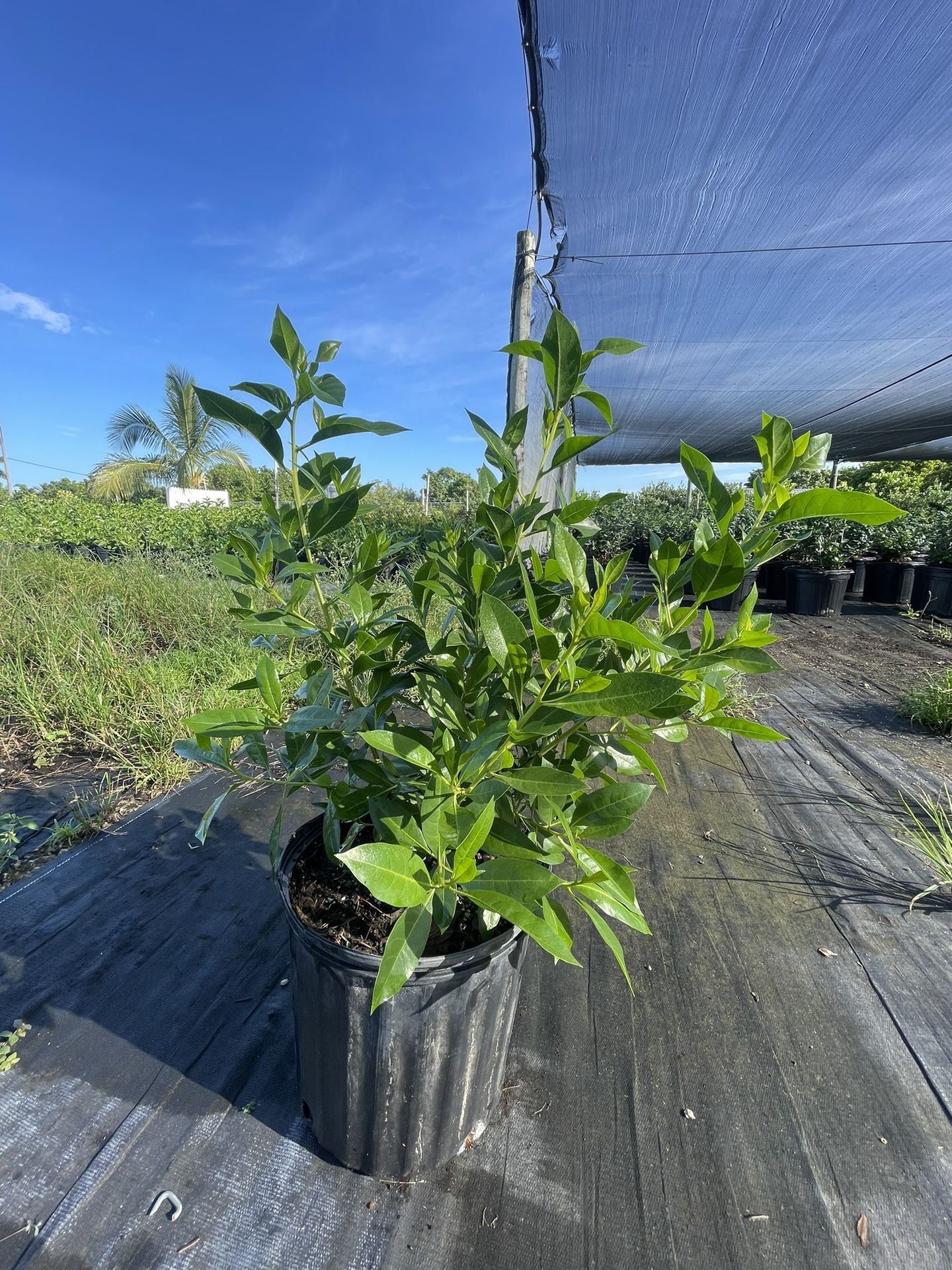 Espectaculares Plantas De 3 Galones Green Buttonwood De 18 Pulgadas De Altura Se Assen Delivery