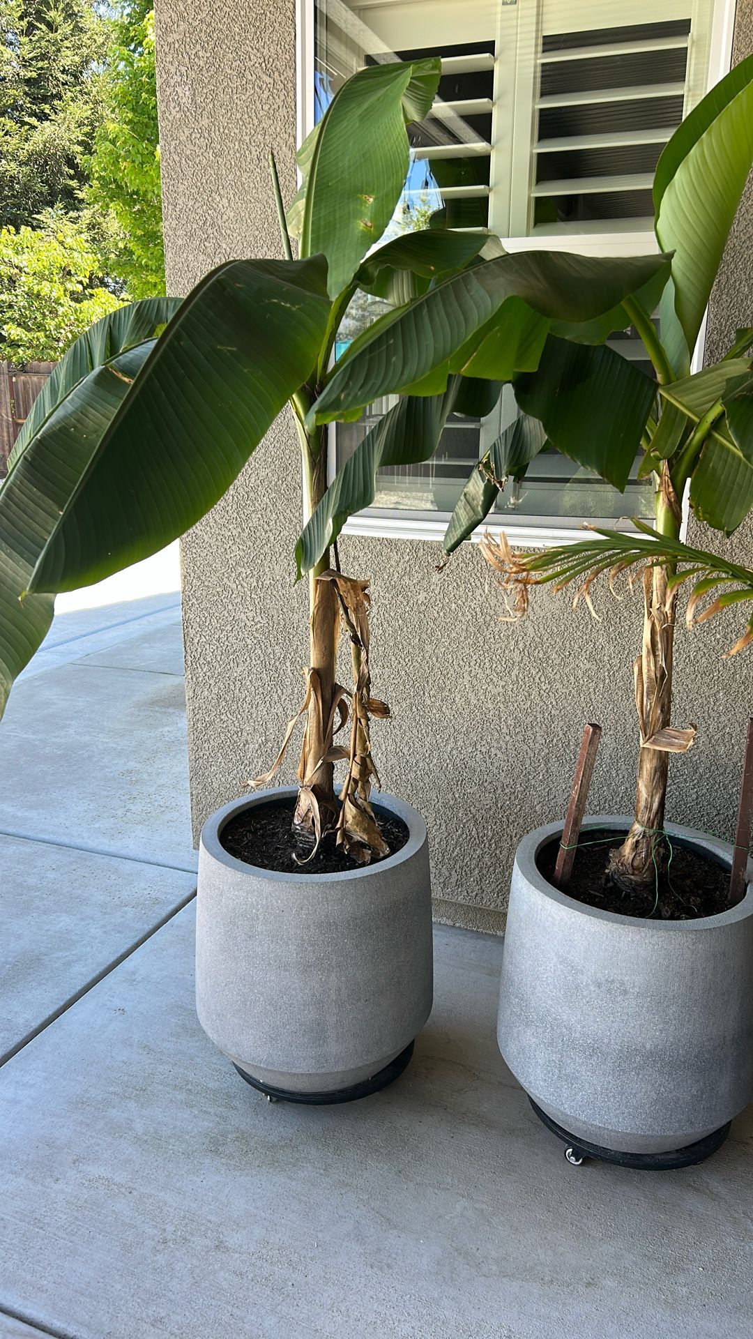 Banana Trees With Vase