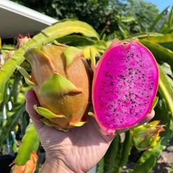 Asunta 4 dragon plant in 3 gallons, fully rooted