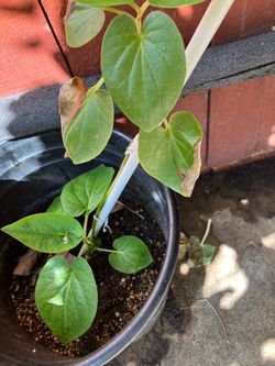 Betel leaves plant (paan)
