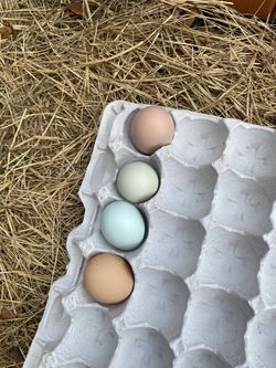 Organic Easter Basket Tray Multicolor Fresh Natural Brown Blue Green Pink