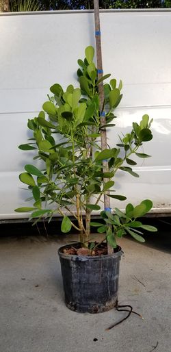 4ft Clusia plants 7 gallon