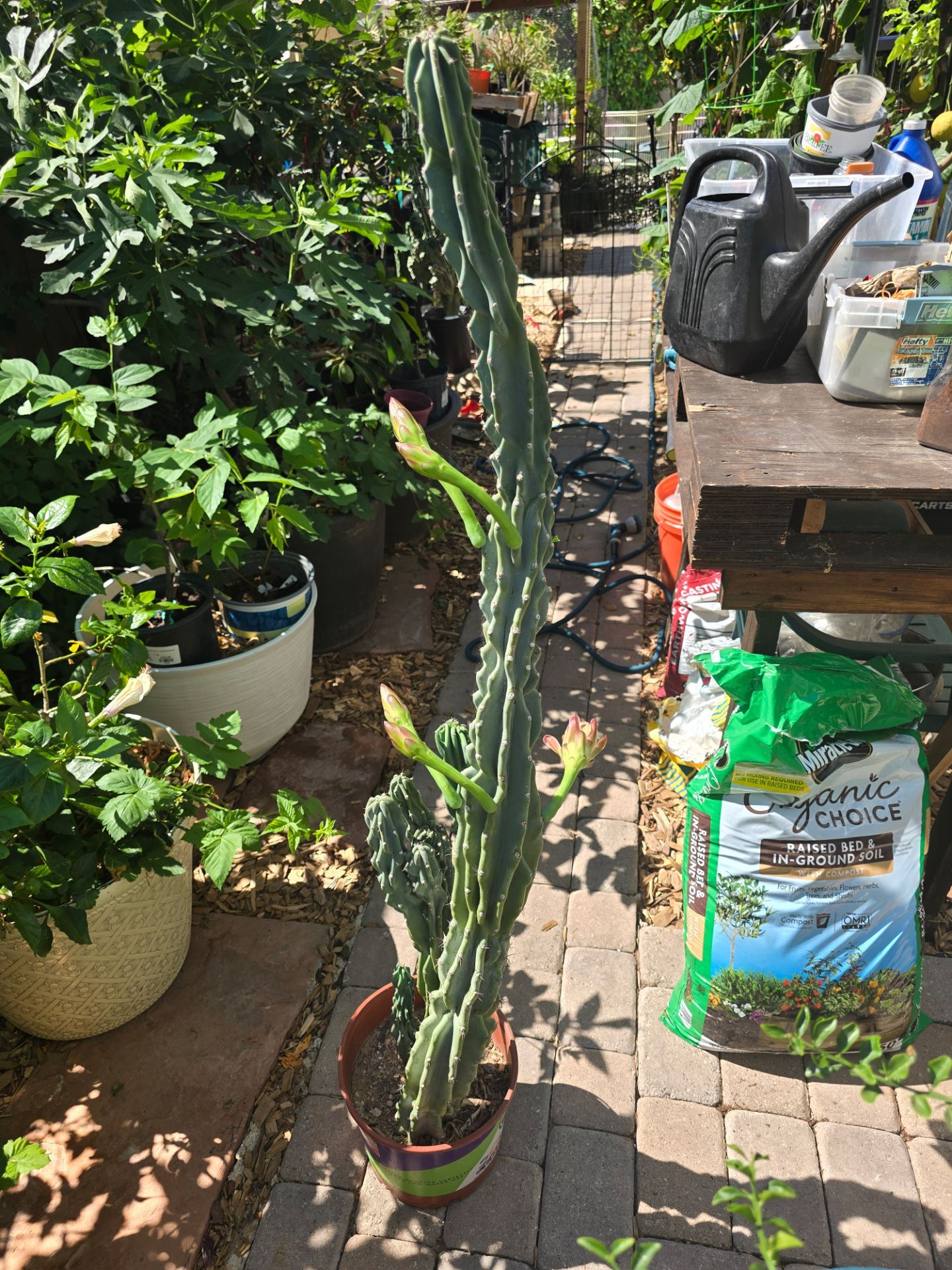 Cactus, 52 inches, blooming now, Blue Montrose have 4 to choose from, $25 each...