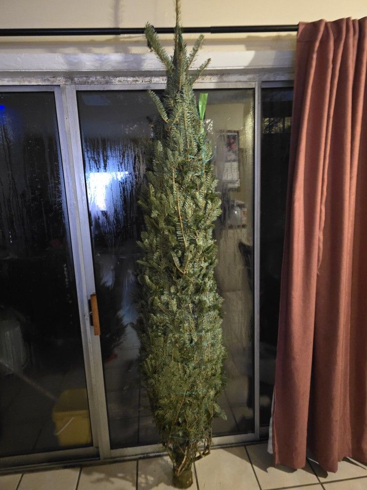 Fresh Pine Trees & Wreath